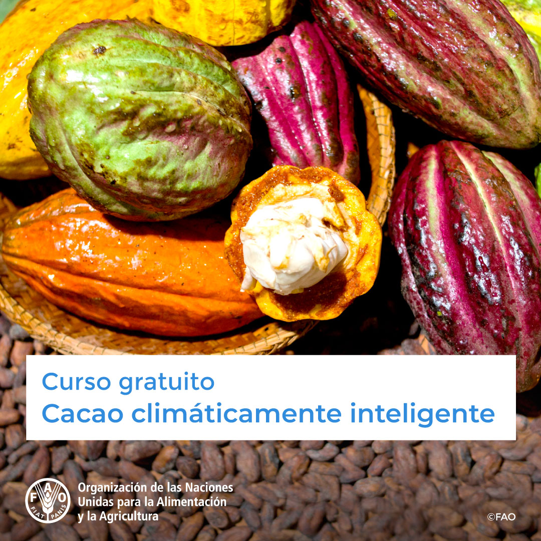 🎓¡Curso GRATUITO de @FAOCapacitacion!

✅ Cacao Climáticamente Inteligente
Sistemas Agroforestales (SAFs) con cacao bajo sombra

¡Inscríbete! ➡️ bit.ly/2XM4lPh

#foodsystems #SistemasAlimentarios