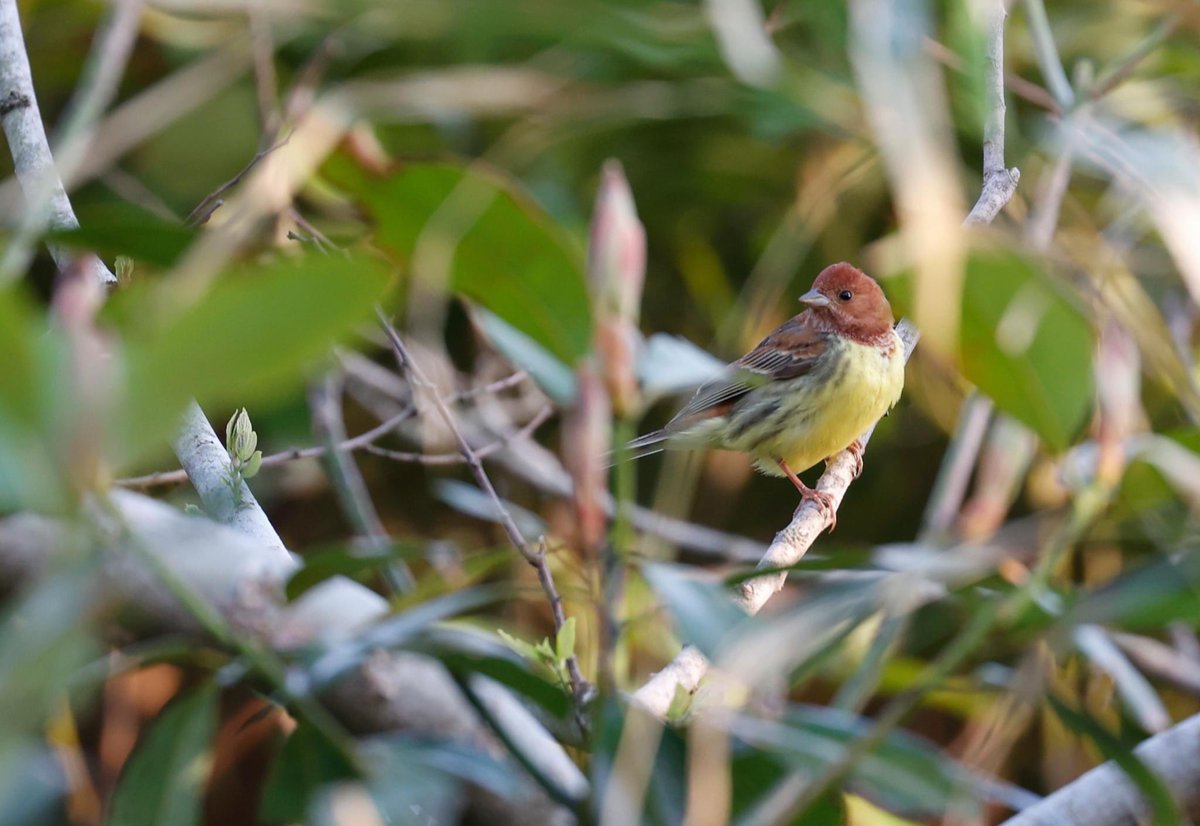 birdskoreablog's tweet photo. Three posts on the Birds Korea blog:
1. Weiyeon Island May 12-14, Subhojit Chakladar: https://t.co/RI1kLhbhDv
2. Baengnyeong Island, April 23-May 9, Nial Moores:
https://t.co/8ecgW6wEwY
and 
3. Some bird conservation issues on Baengnyeong Island:
https://t.co/BoiCqDfRyS https://t.co/n5aAdxPw07