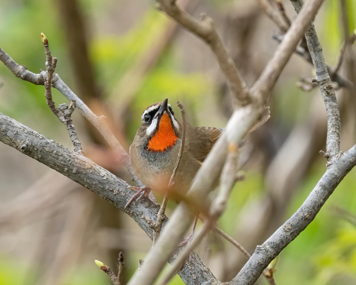 Three posts on the Birds Korea blog:
1. Weiyeon Island May 12-14, Subhojit Chakladar: birdskoreablog.org/?p=27216
2. Baengnyeong Island, April 23-May 9, Nial Moores:
birdskoreablog.org/?p=27273
and 
3. Some bird conservation issues on Baengnyeong Island:
birdskoreablog.org/?p=27293