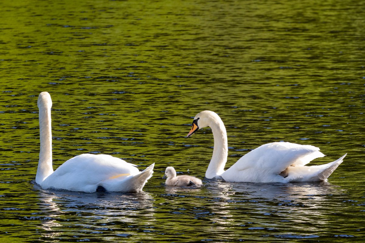 Very glad to see that the swans at #KYTRA on the #caledoniancanal have hatched a good brood. Was a bit concerned to see their excellent nest empty. #wildlifewednesdays