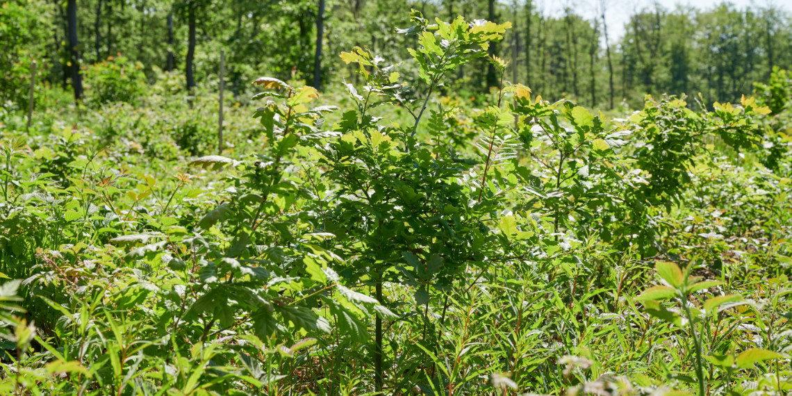 IPlantATree's tweet photo. Wir hben einige unserer Flächen im Harz besucht und dokumentiert. Kurz: Die gepflanzten Bäume machen einen überwiegend positiven Eindruck. Hoffen wir, dass der Sommer nicht allzu trocken wird! Mehr Infos: https://t.co/xMx4PXL6ZK https://t.co/XRE5eQEgJ2