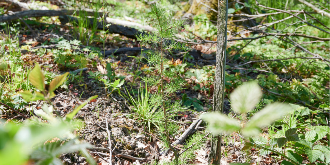 IPlantATree's tweet photo. Wir hben einige unserer Flächen im Harz besucht und dokumentiert. Kurz: Die gepflanzten Bäume machen einen überwiegend positiven Eindruck. Hoffen wir, dass der Sommer nicht allzu trocken wird! Mehr Infos: https://t.co/xMx4PXL6ZK https://t.co/XRE5eQEgJ2