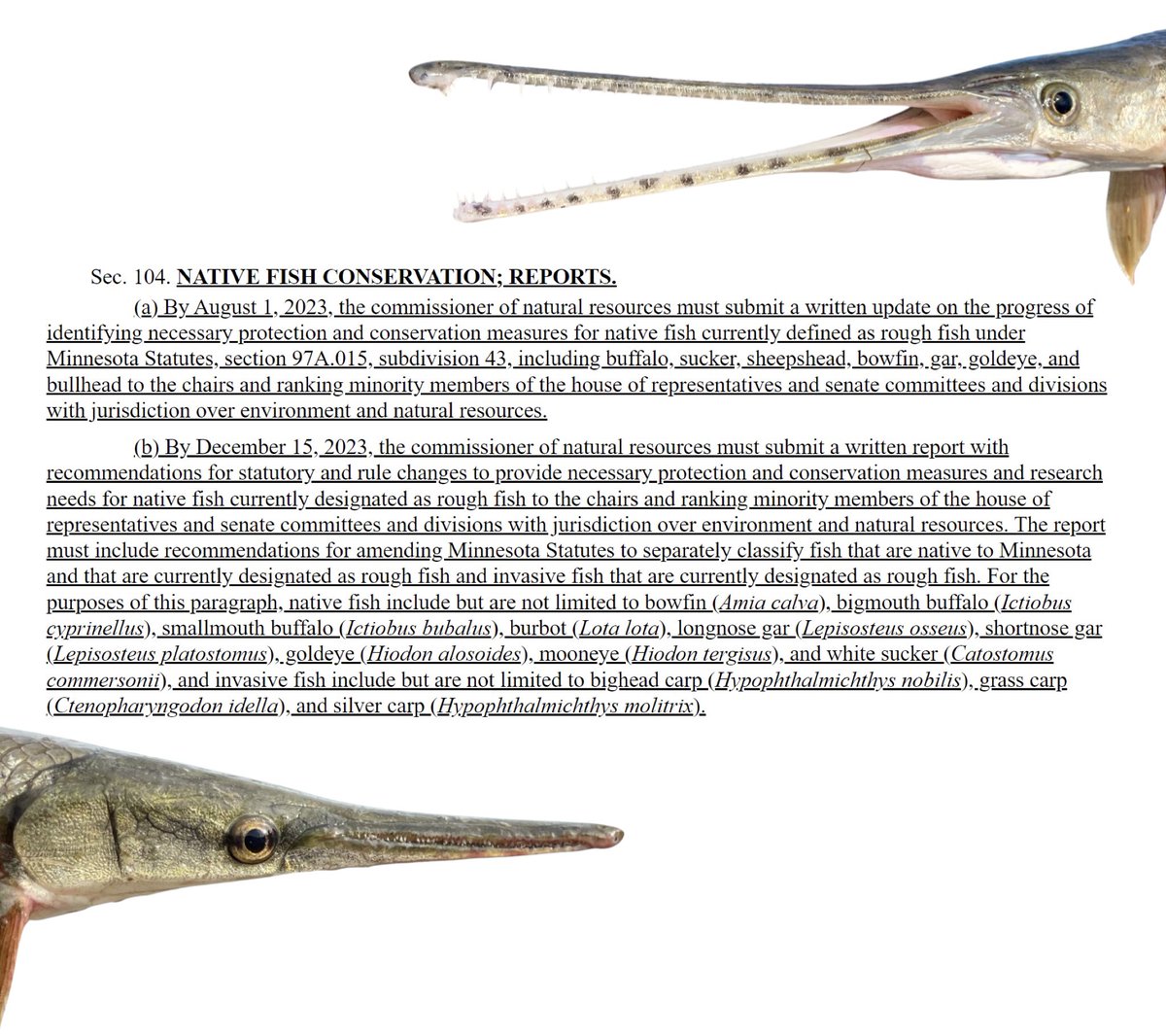 Native Fishes CONSERVATION WIN!!!

Minnesota’s “No Junk Fish Bill” has PASSED and SIGNED!!!
revisor.mn.gov/laws/2023/0/Se…

Bill requires <a href="/mndnr/">Minnesota DNR</a> to write a report recommending separation of native “rough” fish from invasive species AND provides funding for native fish conservation!