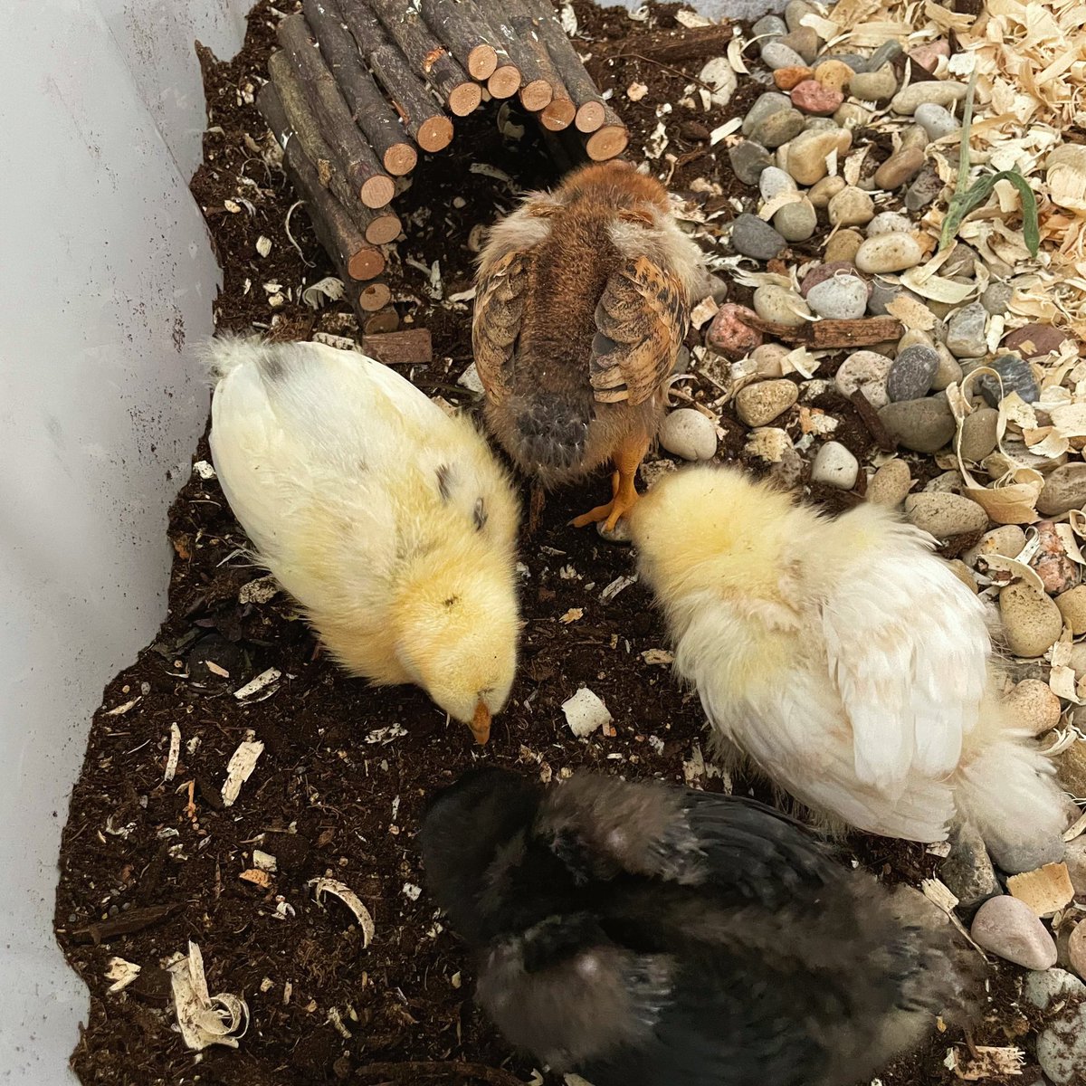 finished recording my children’s album, chicks are happy, streaming music again today 💓🐣