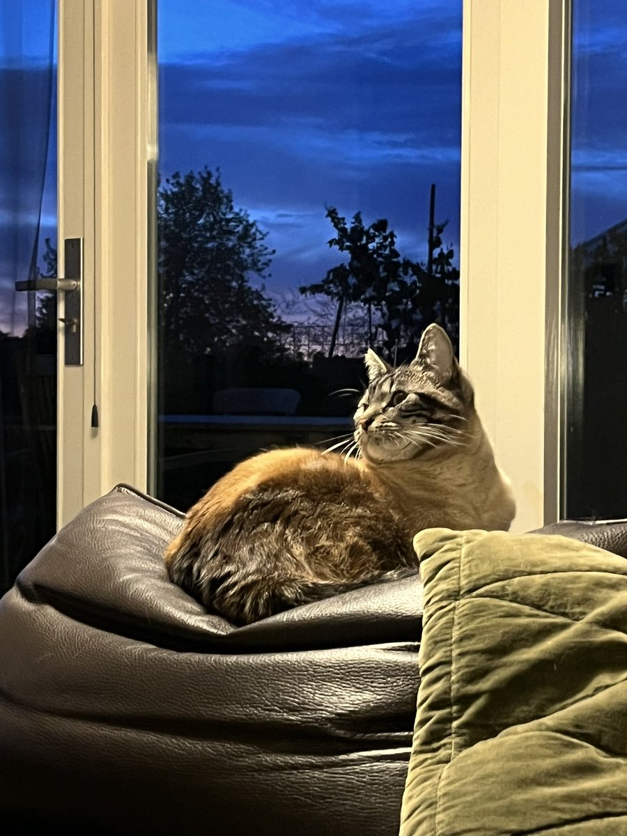 MriekeV's tweet photo. @MarijnHogenkamp Meet maus, queen of luttelherpt. https://t.co/5pCYq764vB