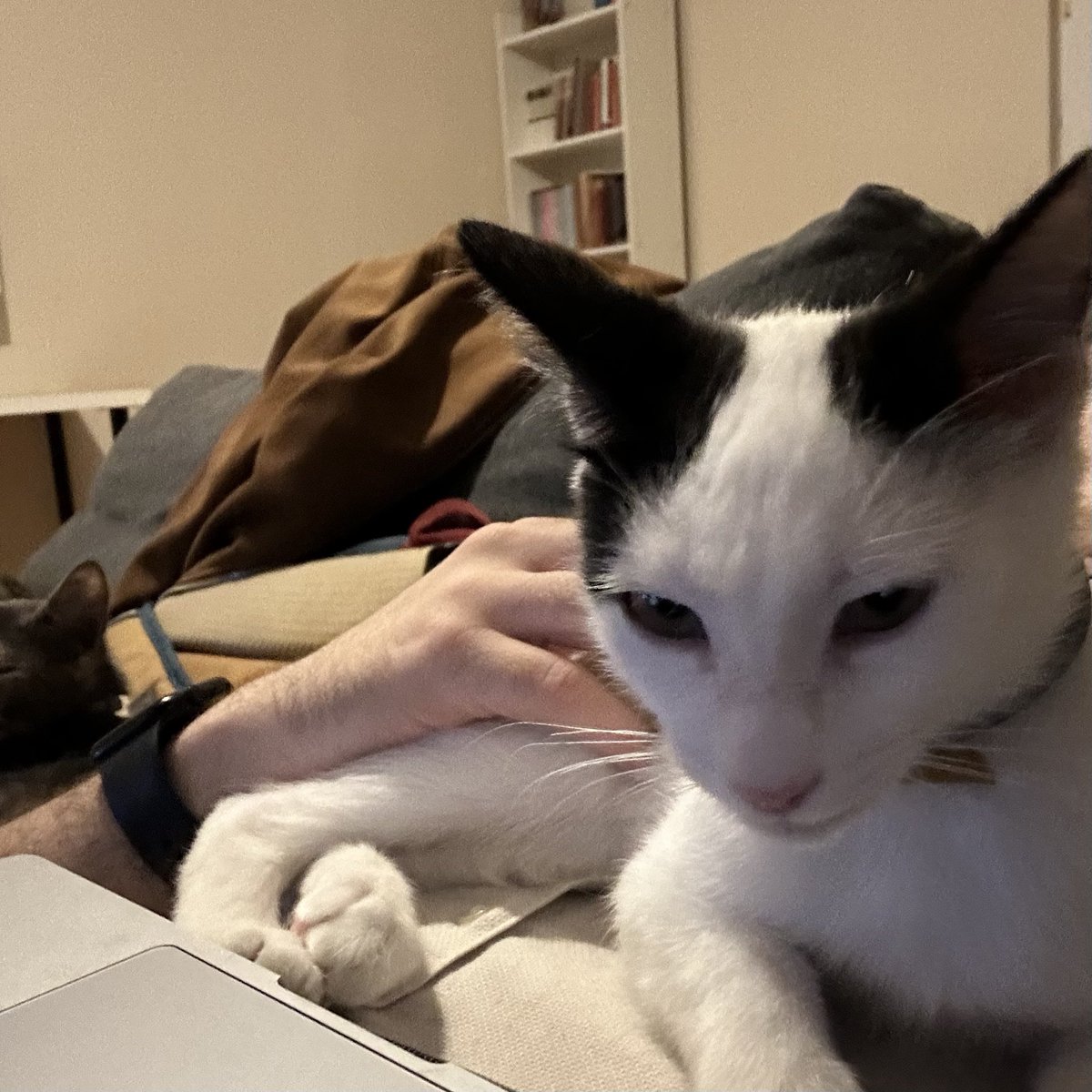 Bu kulakları bu yatışı tanıyorum ben, bu arkadaş da love kedisi olacak benim gibi