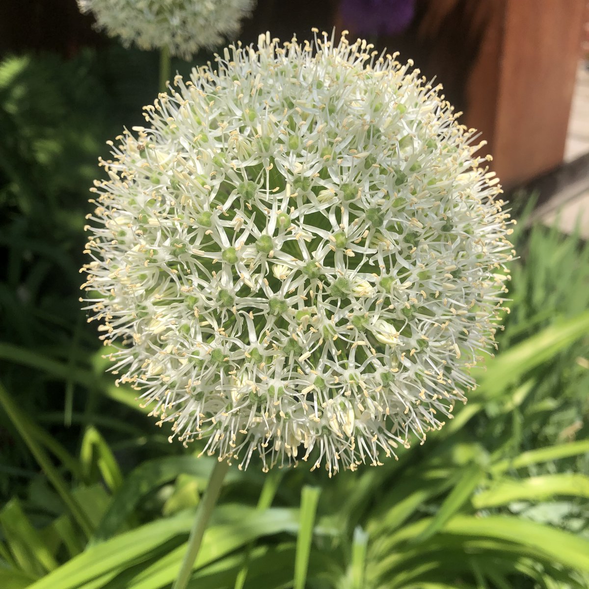 Did you know...
#Garlic is part of the Allium family and Allium is the Latin word for garlic
Follow us, as we watch our garlic grow
linktr.ee/heartsdesirefa…
#Heartsdesirefarm #organicfarm #GoodFood #Cooking #healthy #RawFood