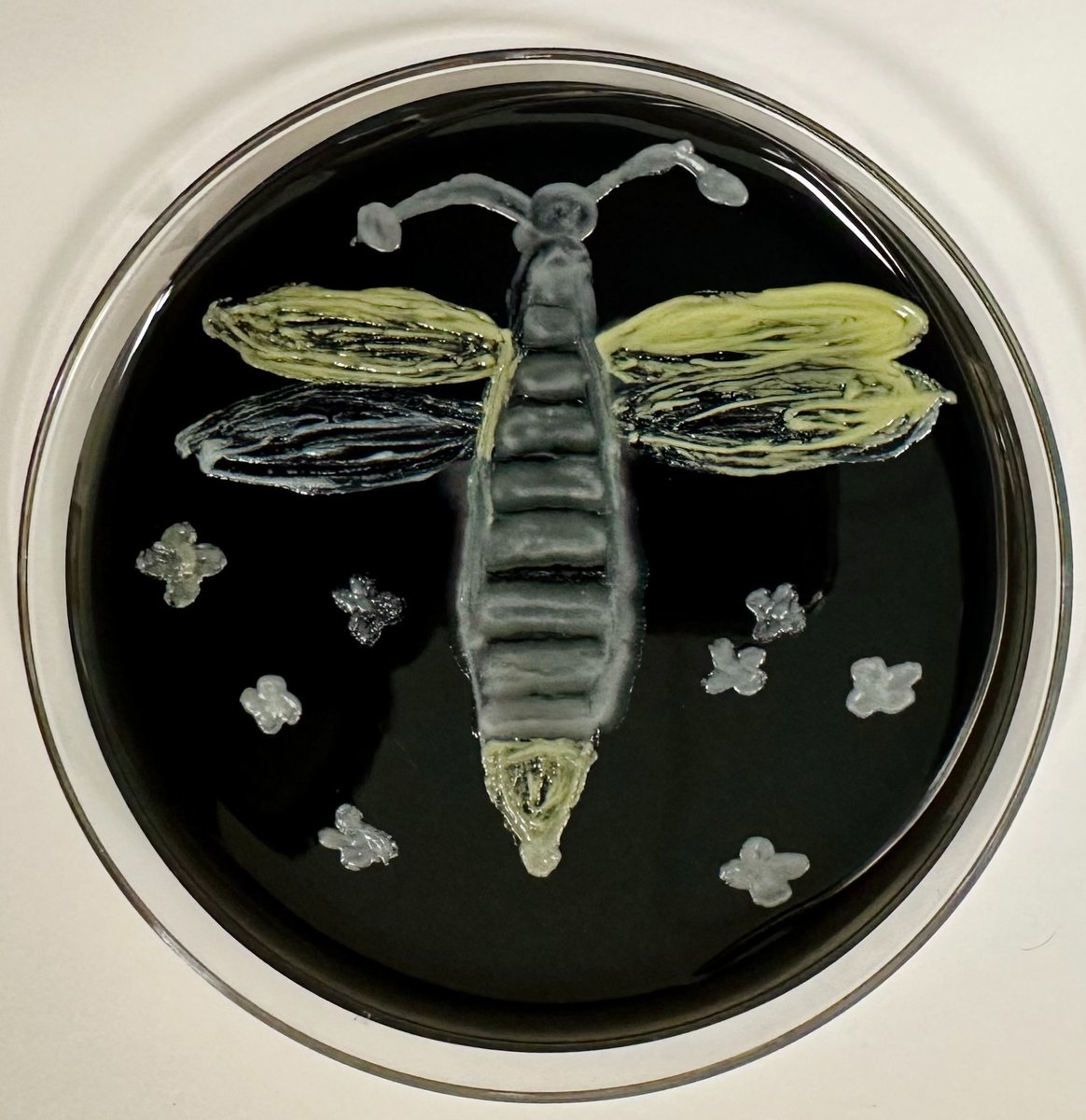 BIDMCpath's tweet image. This past April we celebrated lab week with an amazing display of micro ART (among other fun activities)

@nandanp0 @dianachenfd 

#labweek2023 #labweek23