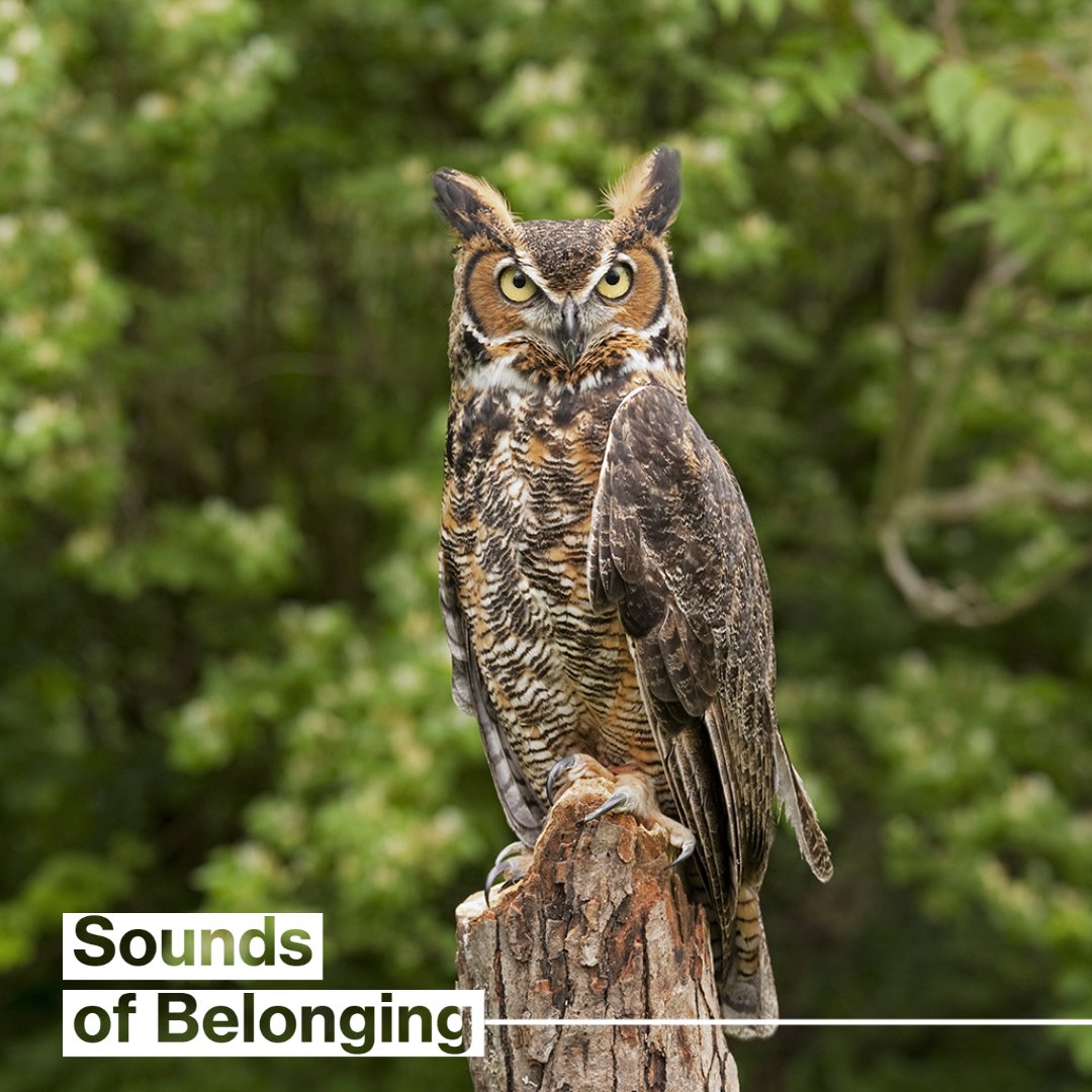 narratives_asu's tweet photo. Melissa Nelson’s sound of belonging is the chorus of great horned owls in Northern California.

Listen to Nelson's story: https://t.co/35SwXcHuci

#audiostorytelling #soundscapes #globalfutures https://t.co/AdOSzN5qRy
