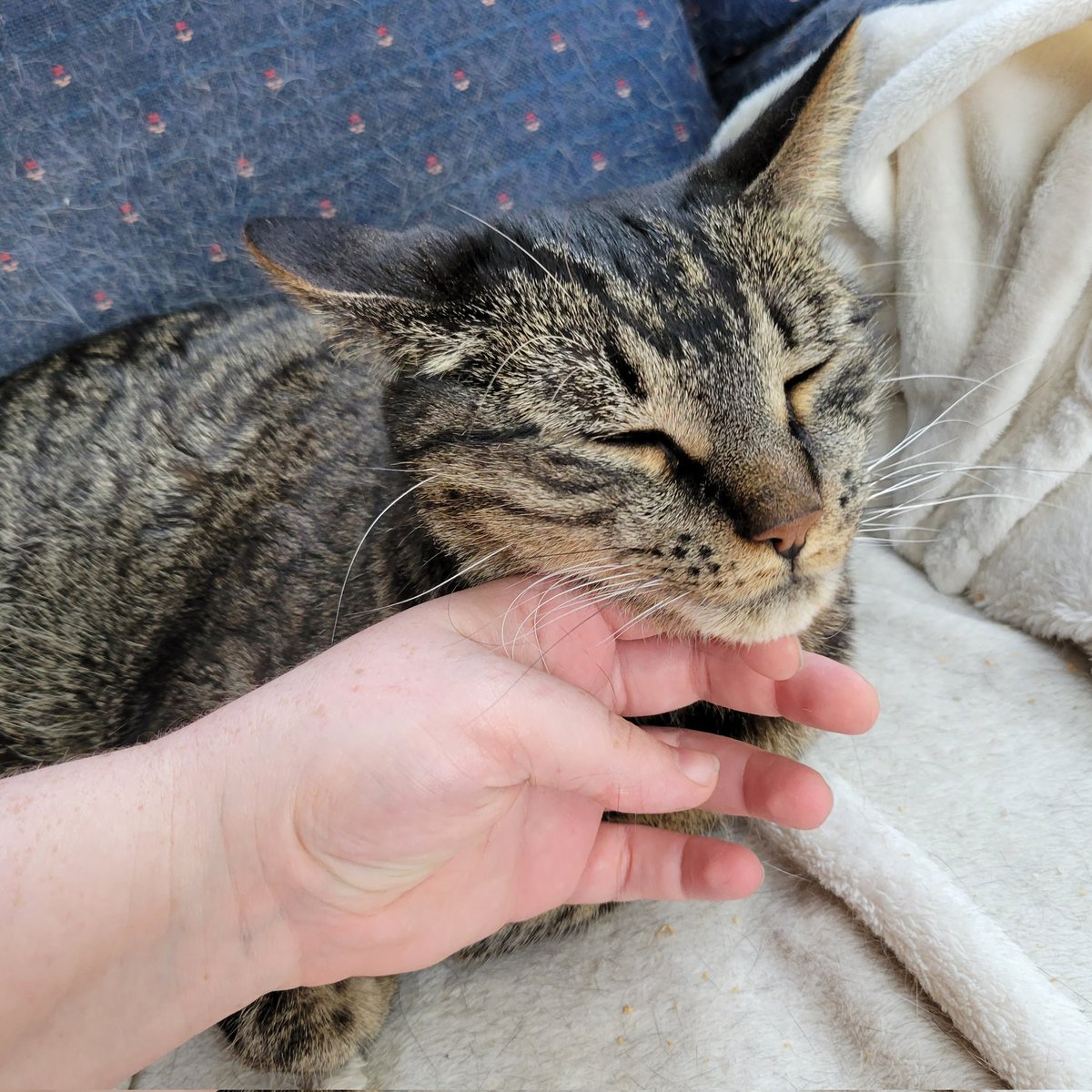 DustyAndromeda's tweet photo. @HurricaneHam smol!

here's rbs head compared to my hand https://t.co/BZQYHCN9IG