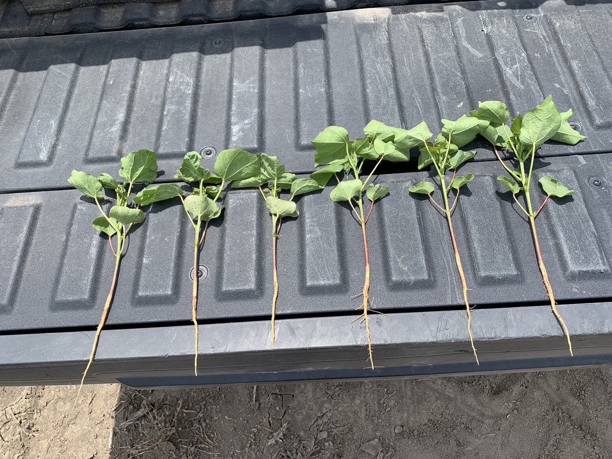 ideasgotogrow's tweet photo. Pics from a SLC demo on our Buckshot Field.  It’s across the farm but the thrips didn’t forget the cotton was there.  Moderate pressure - no sprays for thrips - DP 2115 B3XF on the left - DP 2317 B3TXF on the right.  ThryvOn showing what it can do in this case. https://t.co/r5Z1kl5JPv
