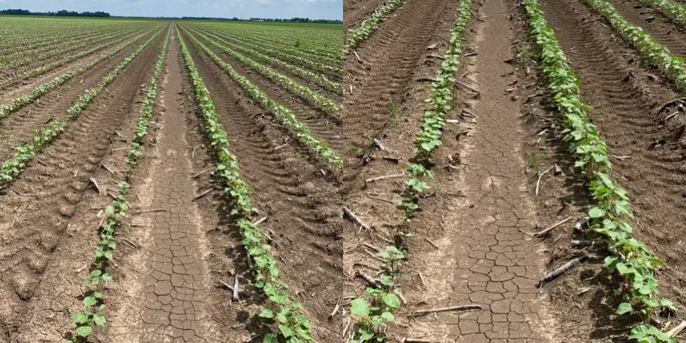 ideasgotogrow's tweet photo. Pics from a SLC demo on our Buckshot Field.  It’s across the farm but the thrips didn’t forget the cotton was there.  Moderate pressure - no sprays for thrips - DP 2115 B3XF on the left - DP 2317 B3TXF on the right.  ThryvOn showing what it can do in this case. https://t.co/r5Z1kl5JPv