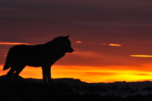 HourlyWolves presents: