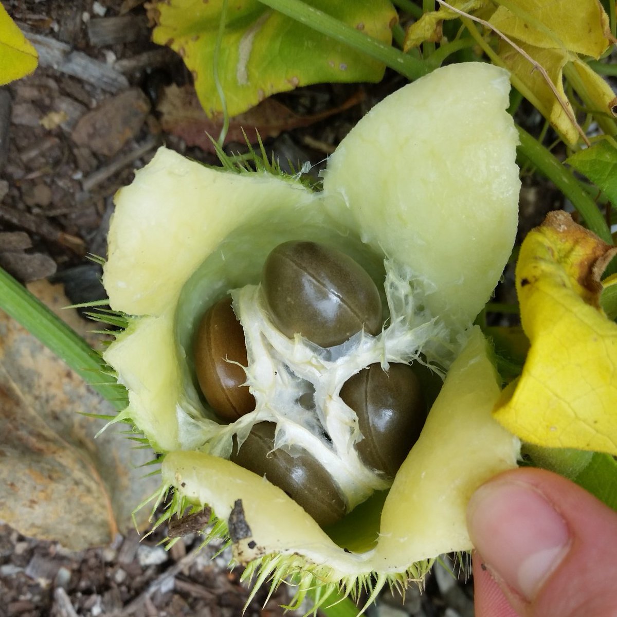 Sutro Stewards tweet media