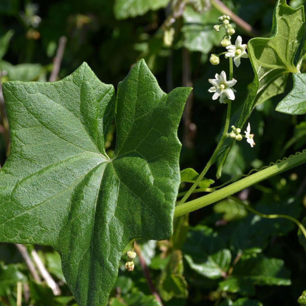 Sutro Stewards tweet media