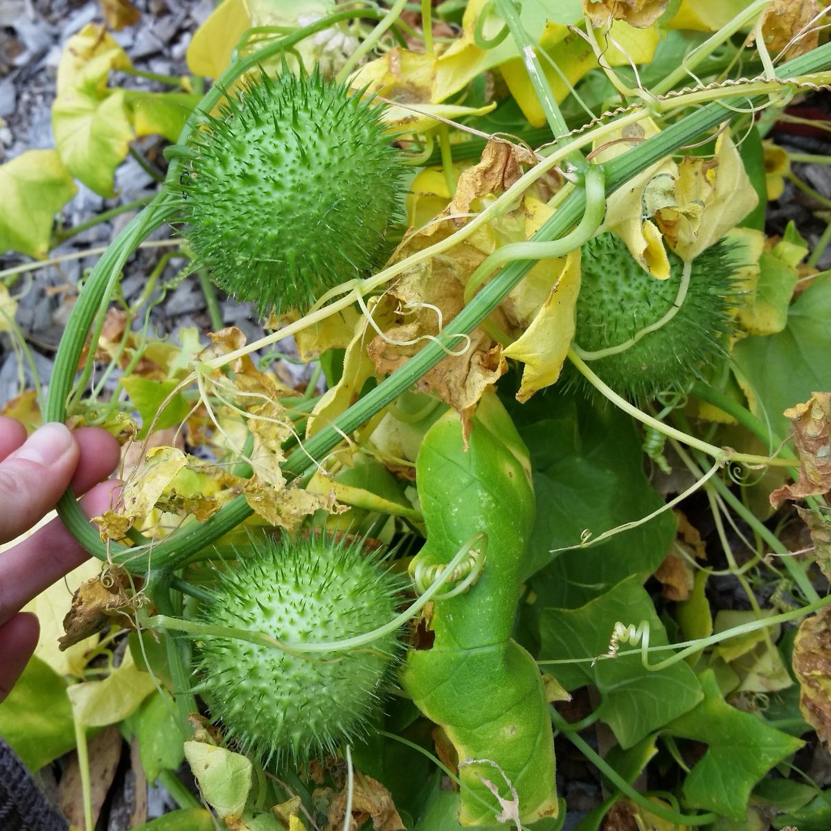 Sutro Stewards tweet media