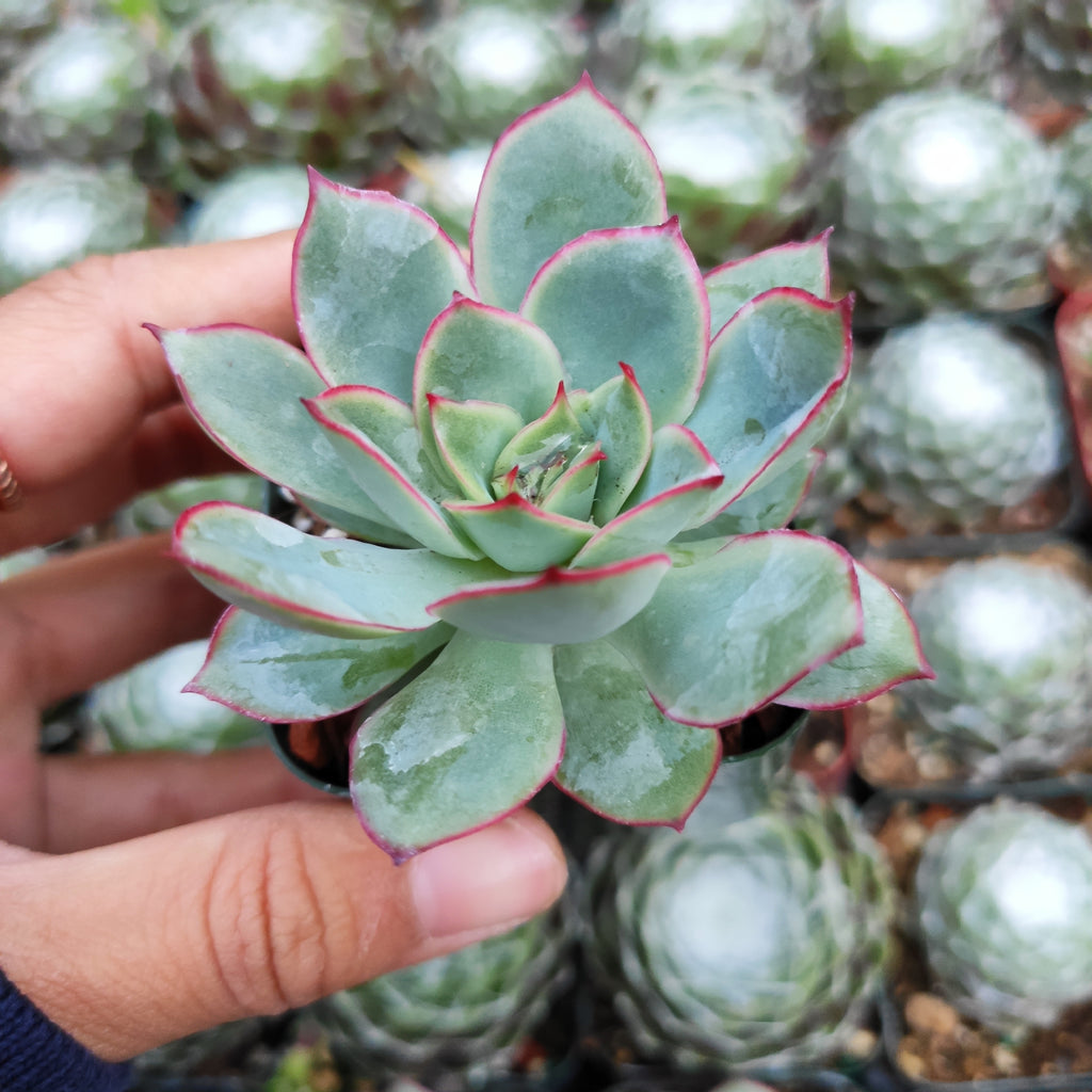 Check this out 😍 Echeveria pulidonis 😍 for sale starting at $4.15. 
Show now 👉👉 bit.ly/3WHZIQk
#succulents #succulent #raresucculents #succulentlove #succulentlover #succulentgarden #succulentobsession #succulentaddict #succulentlife #succulentcollection
