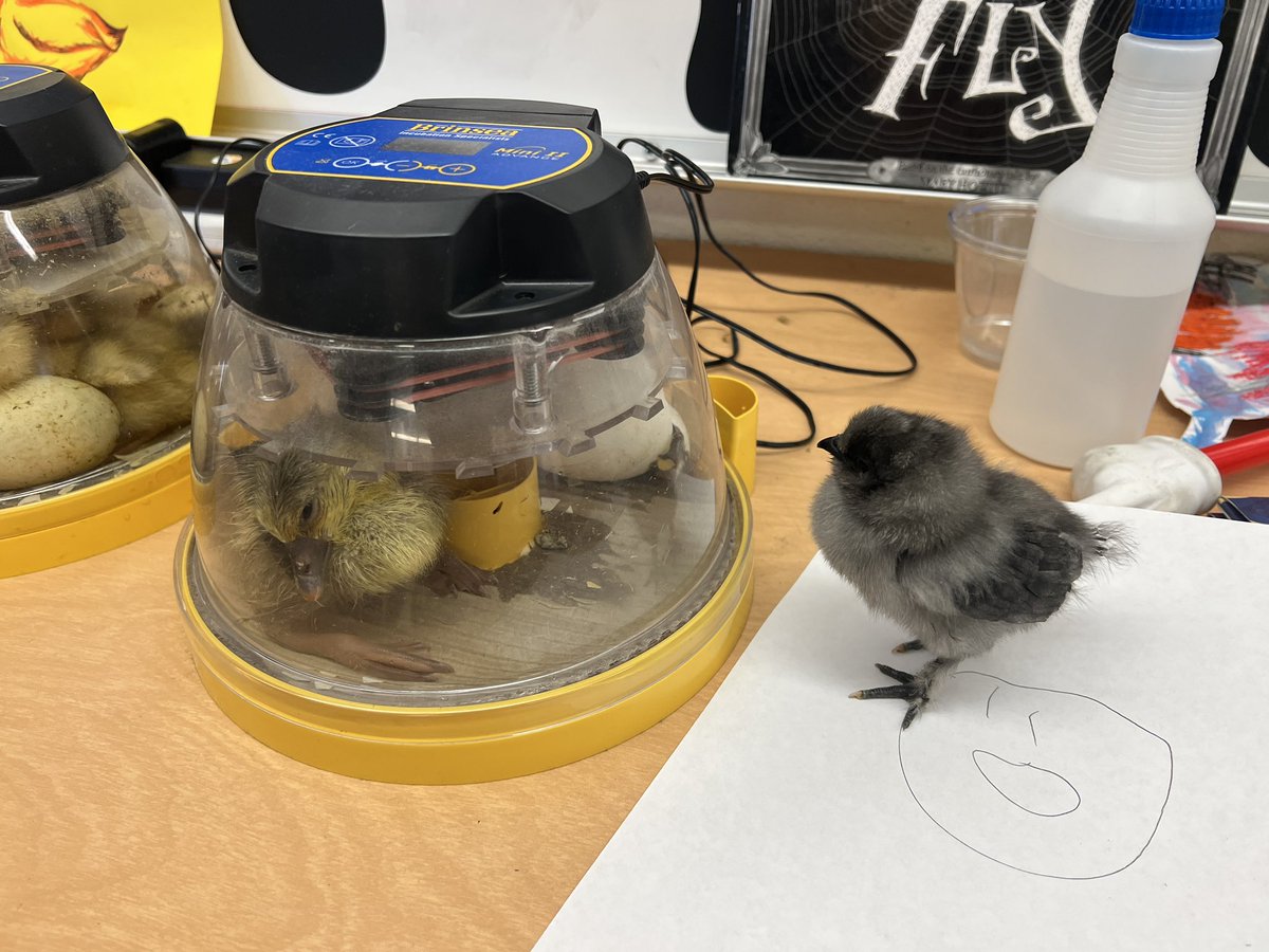 ELangsdorff's tweet photo. Hatchimal surprise day for the Mighty Monarchs. We got 2 geese, 4 ducks, and a little chick. Thank you for the eggs @SotomayorMagnet #climatechanpions @SDG_LAfinal @LASchoolsEast https://t.co/bTBcq8f9JR