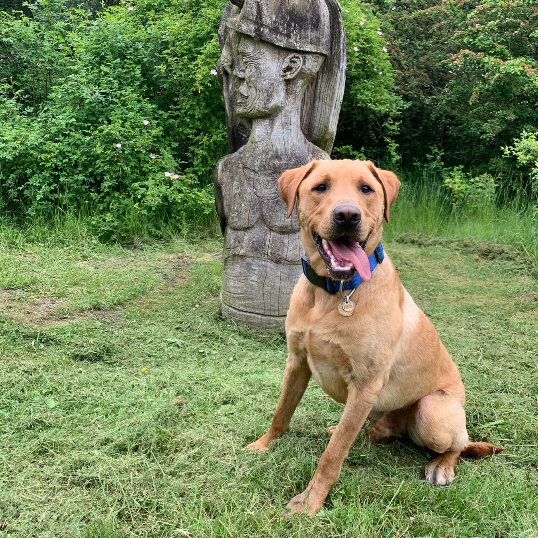 If you live within one hour of our centre in Sheffield, S9 2RX, and would like to look after a puppy for a weekend, a few weeks, or for a longer period of time (with all expenses covered) just go to supportdogs.org.uk/volunteerwitho… or call 0114 261 7800 to apply.