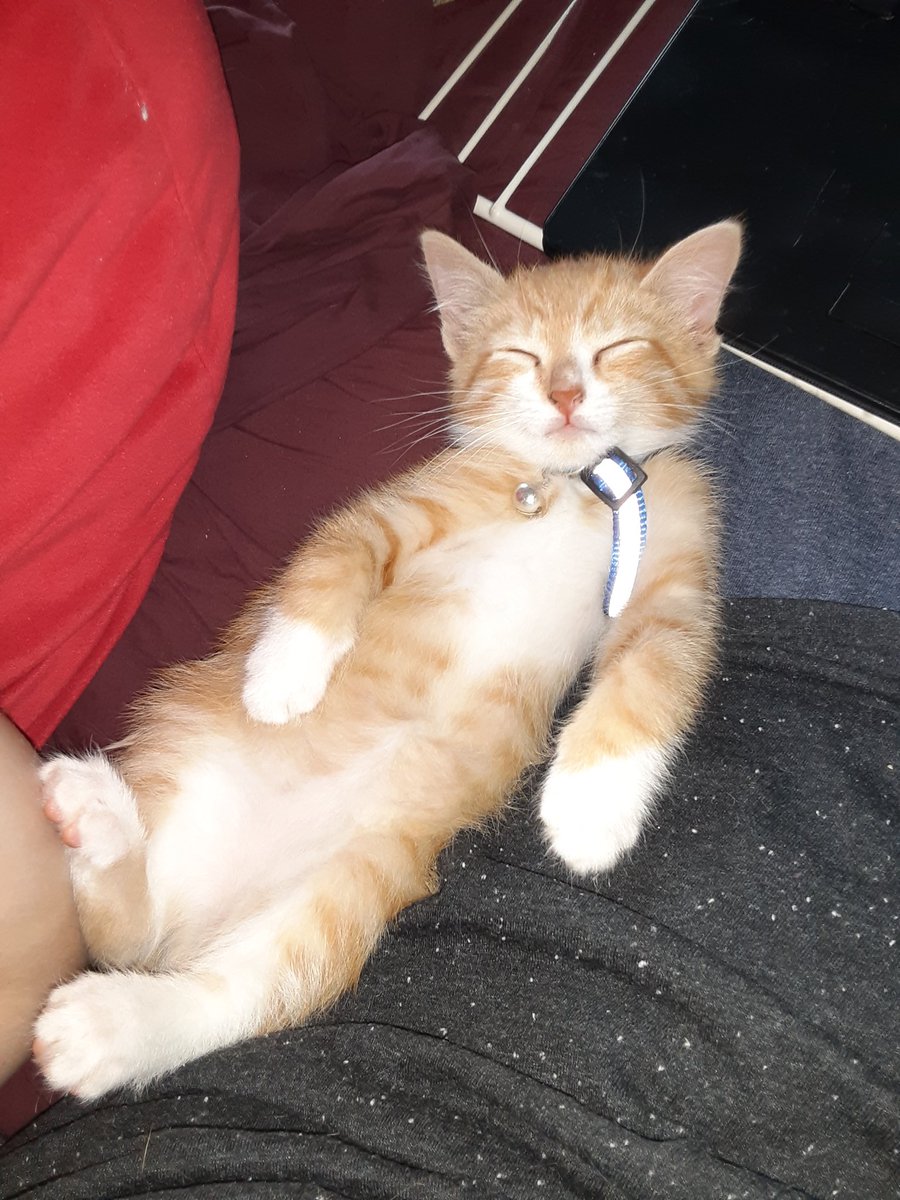 FurnipsAndTurnips tweet media