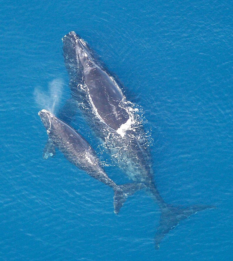 The IWC scientific committee report is now out. (archive.iwc.int/pages/view.php…)
Among their recommendations include strong words about North Atlantic right whales (Annex M, p 4) - IWC criticized US Congress for delaying measures to protect whales from lobster gear entanglment