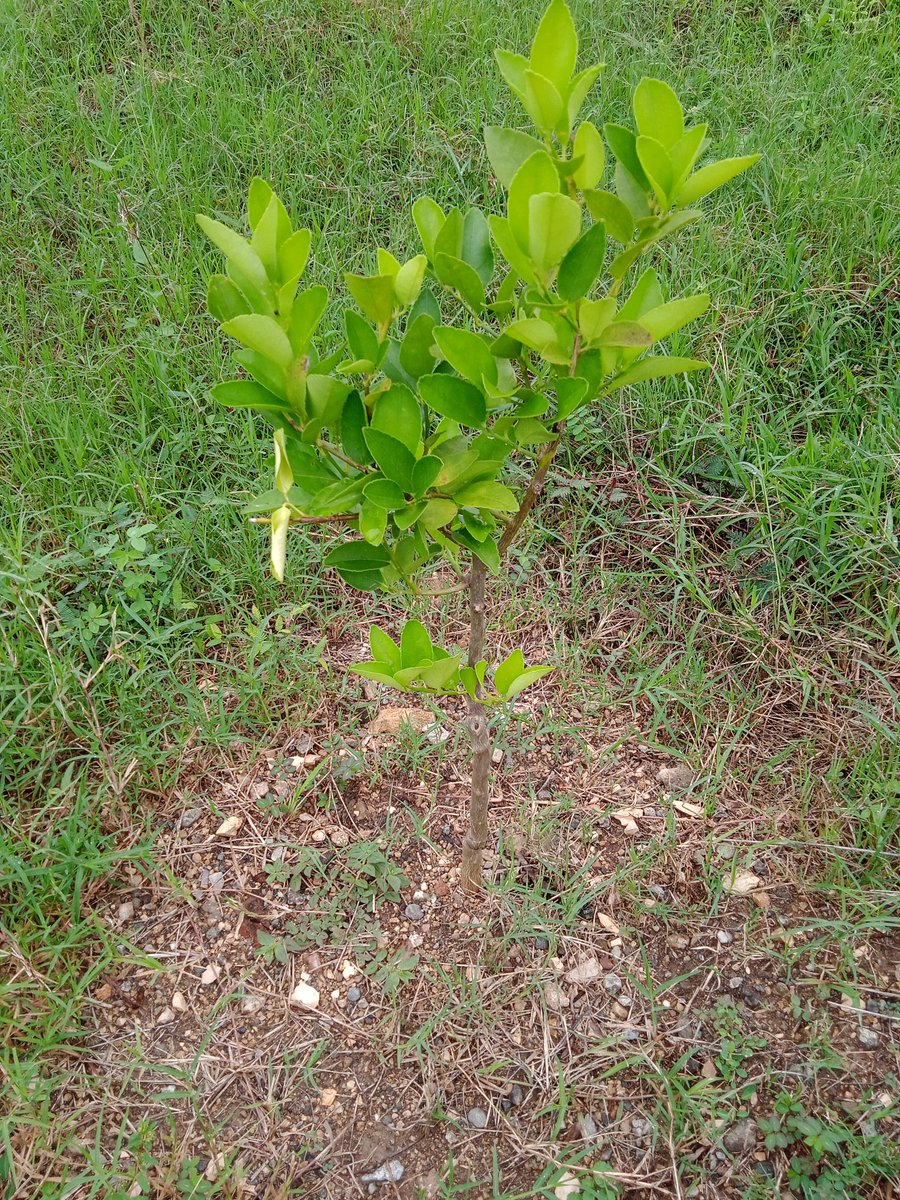 crta_de's tweet photo. Avance de nuestra plantas gracias a las recientes lluvias. #AgriculturaSostenible, #LatirAvileño, #ERTACAV https://t.co/y1ZyLGuymz