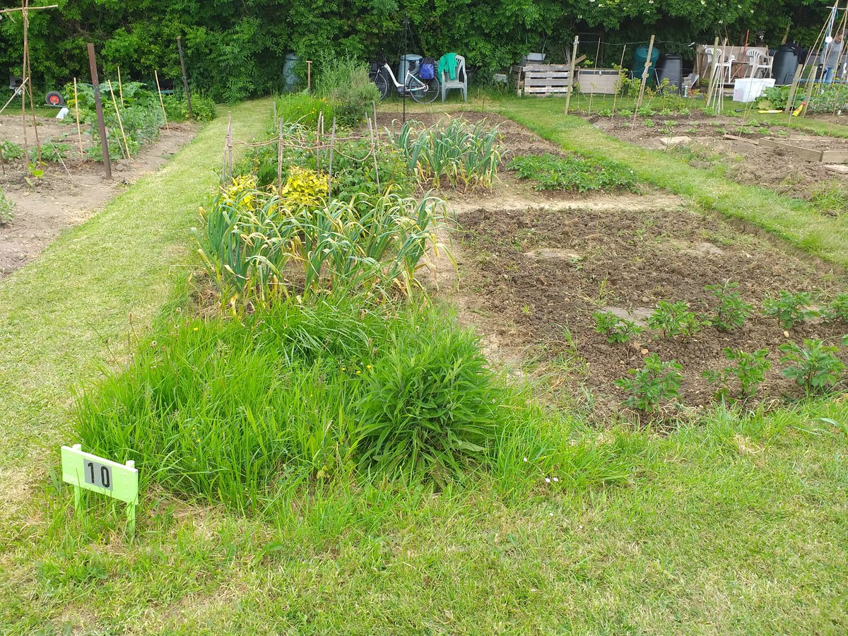 BernLea1's tweet photo. @riverthistle Worked on my allotment https://t.co/NQA34V63eS