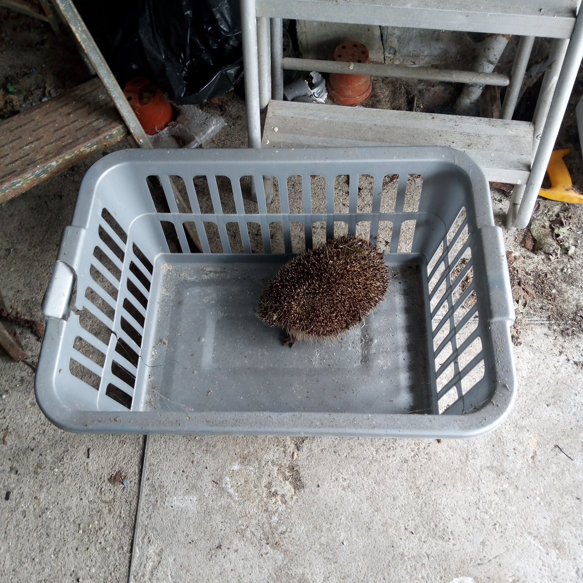 BinderLimited's tweet photo. Engineer Rob: Saving lives and unclogging pipes, one hedgehog at a time! 🦔💪 From sewage treatment plants to animal rescues, he's the hero we didn't know we needed! #EngineeringSuperhero #HedgehogRescue #DrainsAndCritters https://t.co/45eF8U2ghh