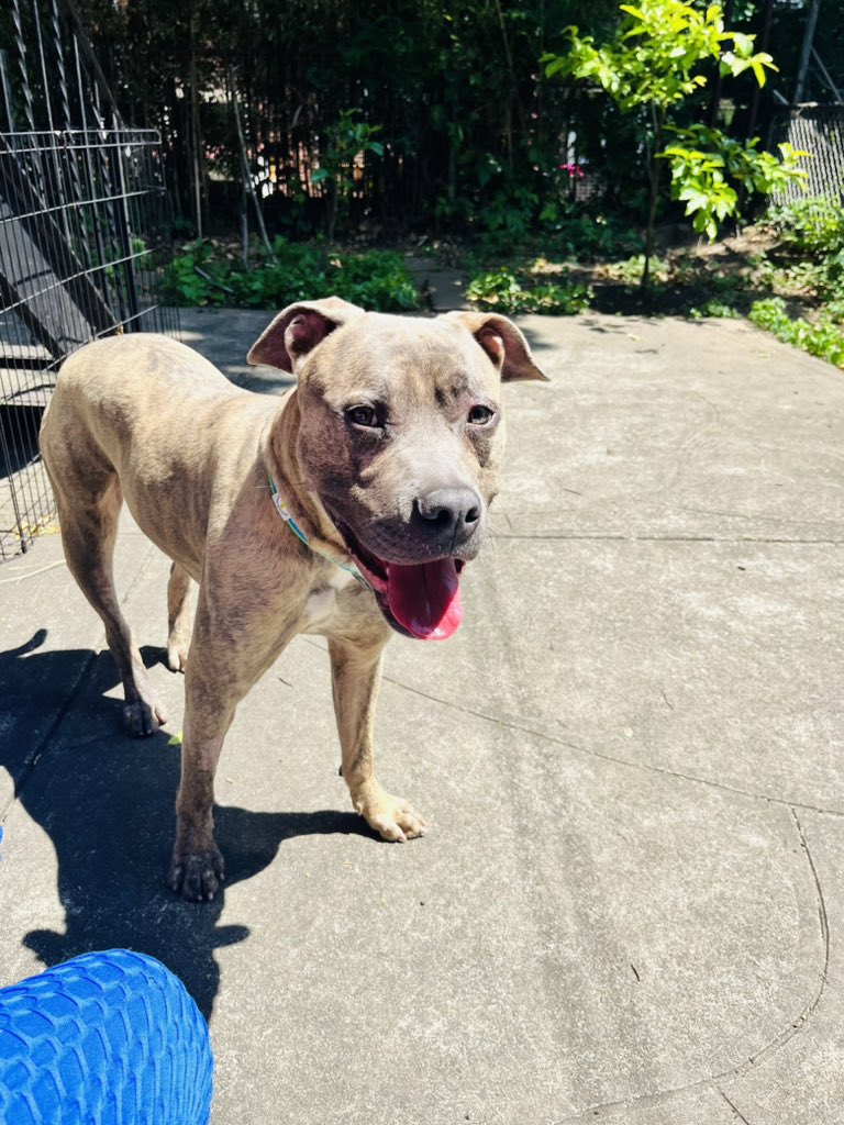 RT @lendapaw_inc: Thor #170704 is safe with his foster ! https://t.co/gQlukzPNOw