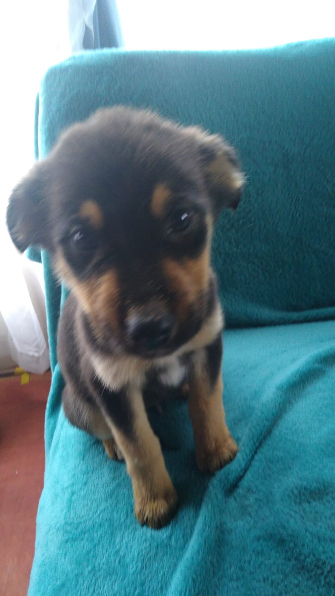 Danii_tco's tweet photo. Se agradece compartir la publicación por favor 🆘🆘🆘🆘🆘🆘
VALDIVIA es la ciudad un poco más cercana a Mehuin.
#valdi
#valdivia
#regiondelosrios
Alguna agrupación animalista por favor 😔
De otra región al menos, de alguna forma vemos como trasladarlos😔
https://t.co/C6d07BOYQ7 https://t.co/WB5E19cCeV