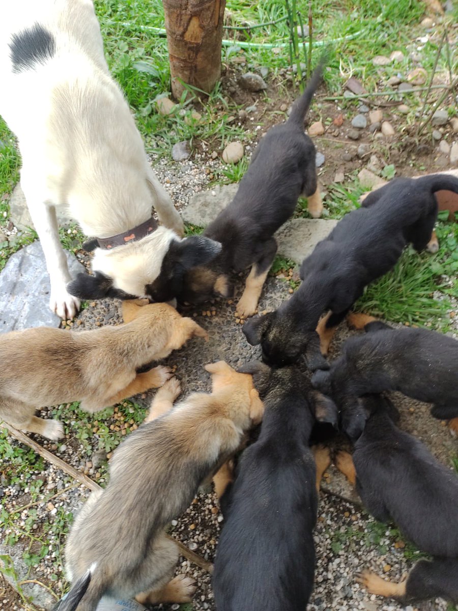 Danii_tco's tweet photo. Se agradece compartir la publicación por favor 🆘🆘🆘🆘🆘🆘
VALDIVIA es la ciudad un poco más cercana a Mehuin.
#valdi
#valdivia
#regiondelosrios
Alguna agrupación animalista por favor 😔
De otra región al menos, de alguna forma vemos como trasladarlos😔
https://t.co/C6d07BOYQ7 https://t.co/WB5E19cCeV