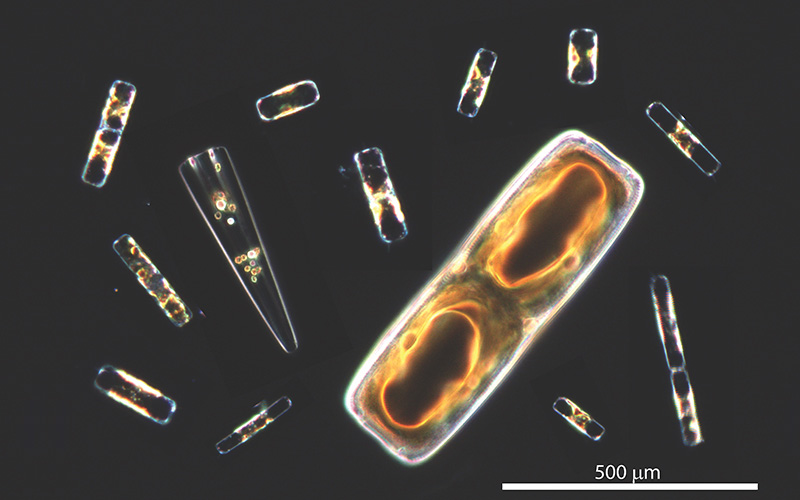 Scripps_Ocean's tweet photo. 💨 The amount of oxygen in 1 out of 10 breaths is thanks to a newly discovered process in #phytoplankton. In a new study, Scripps scientists identify the cellular mechanism that promotes #photosynthesis, accounting for up to 12% of the planet's oxygen: https://t.co/lCZ2KbA2Md https://t.co/VaJm7aFCuO
