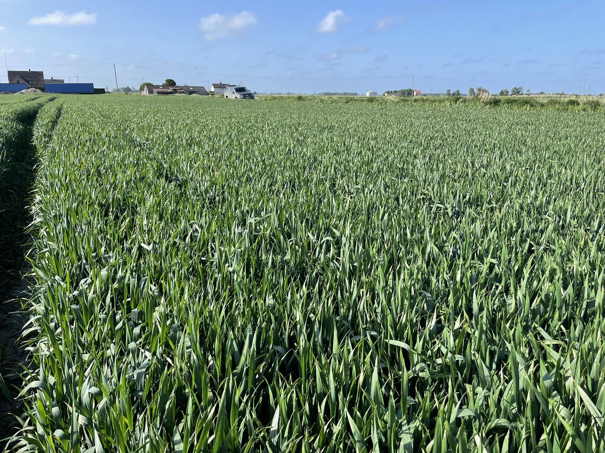 AlexWil92208892's tweet photo. @PadwickNick Proper planned herbicide programmes are still very effective.
#effectivetechnology https://t.co/M6ppR2Hmmz