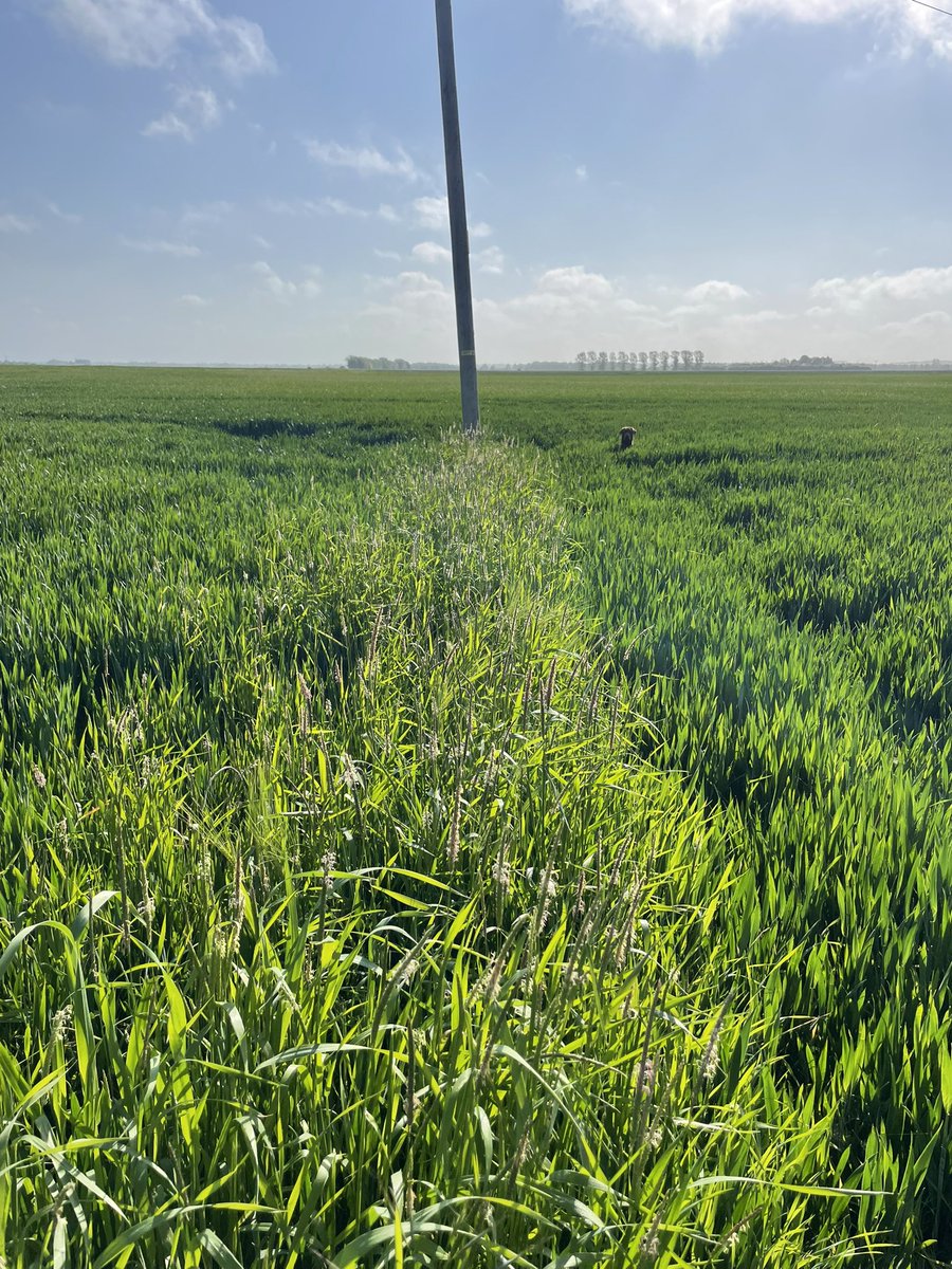 AlexWil92208892's tweet photo. @PadwickNick Proper planned herbicide programmes are still very effective.
#effectivetechnology https://t.co/M6ppR2Hmmz