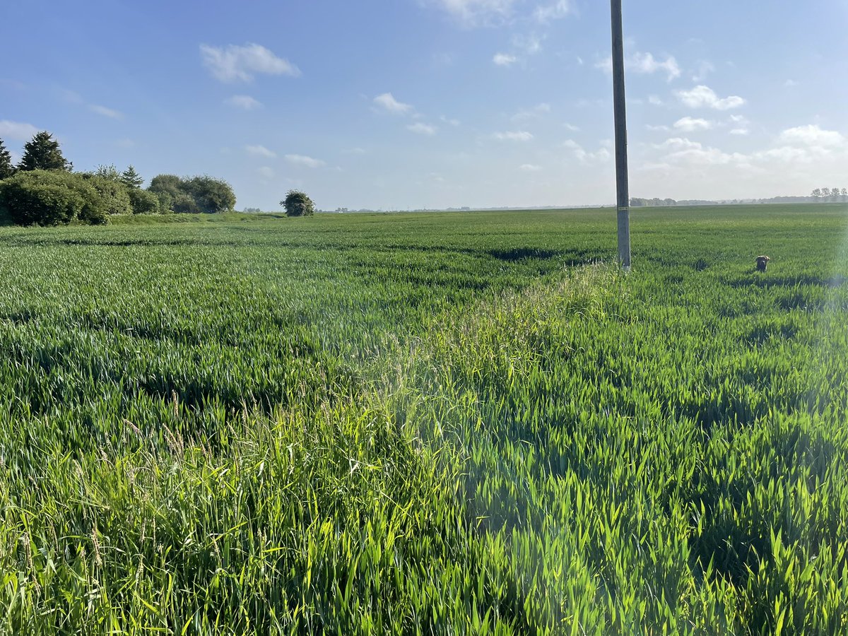 AlexWil92208892's tweet photo. @PadwickNick Proper planned herbicide programmes are still very effective.
#effectivetechnology https://t.co/M6ppR2Hmmz