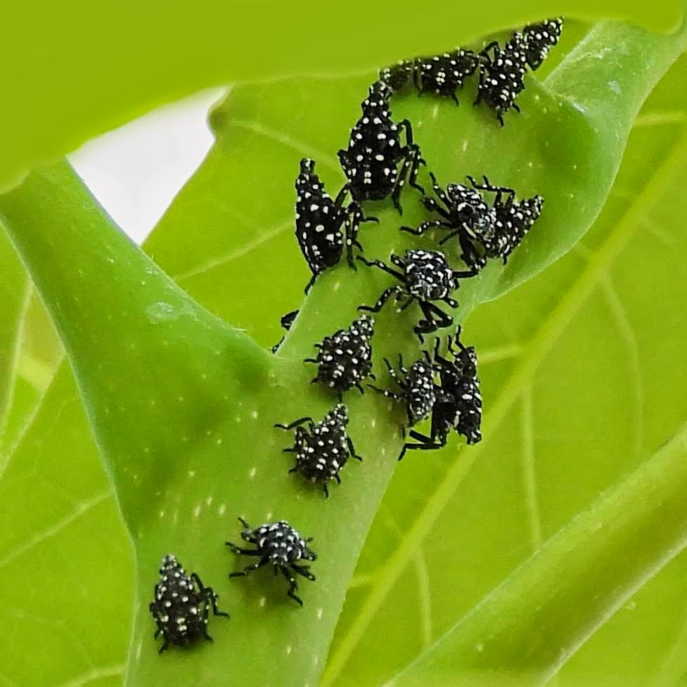 Manhattan Bird Alert tweet media