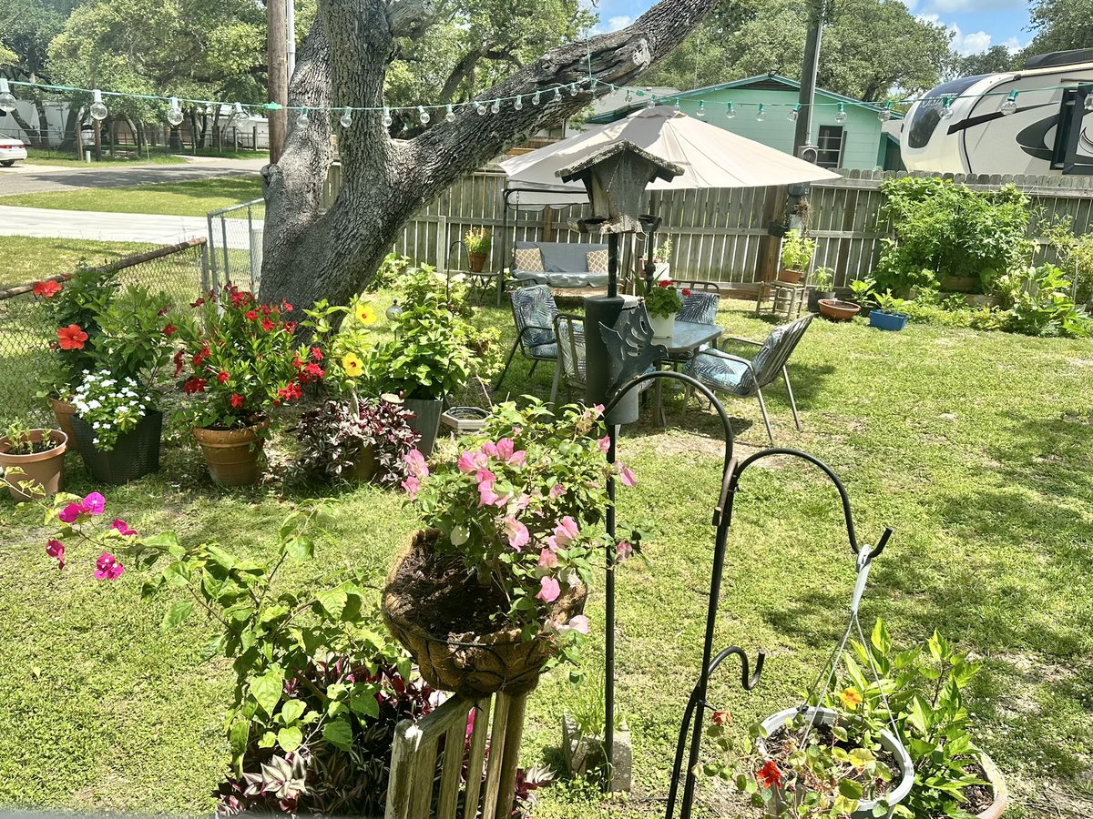 tmwinsett's tweet photo. #KitchenWindowView
#BloomsAndBirds https://t.co/097J81aPFi