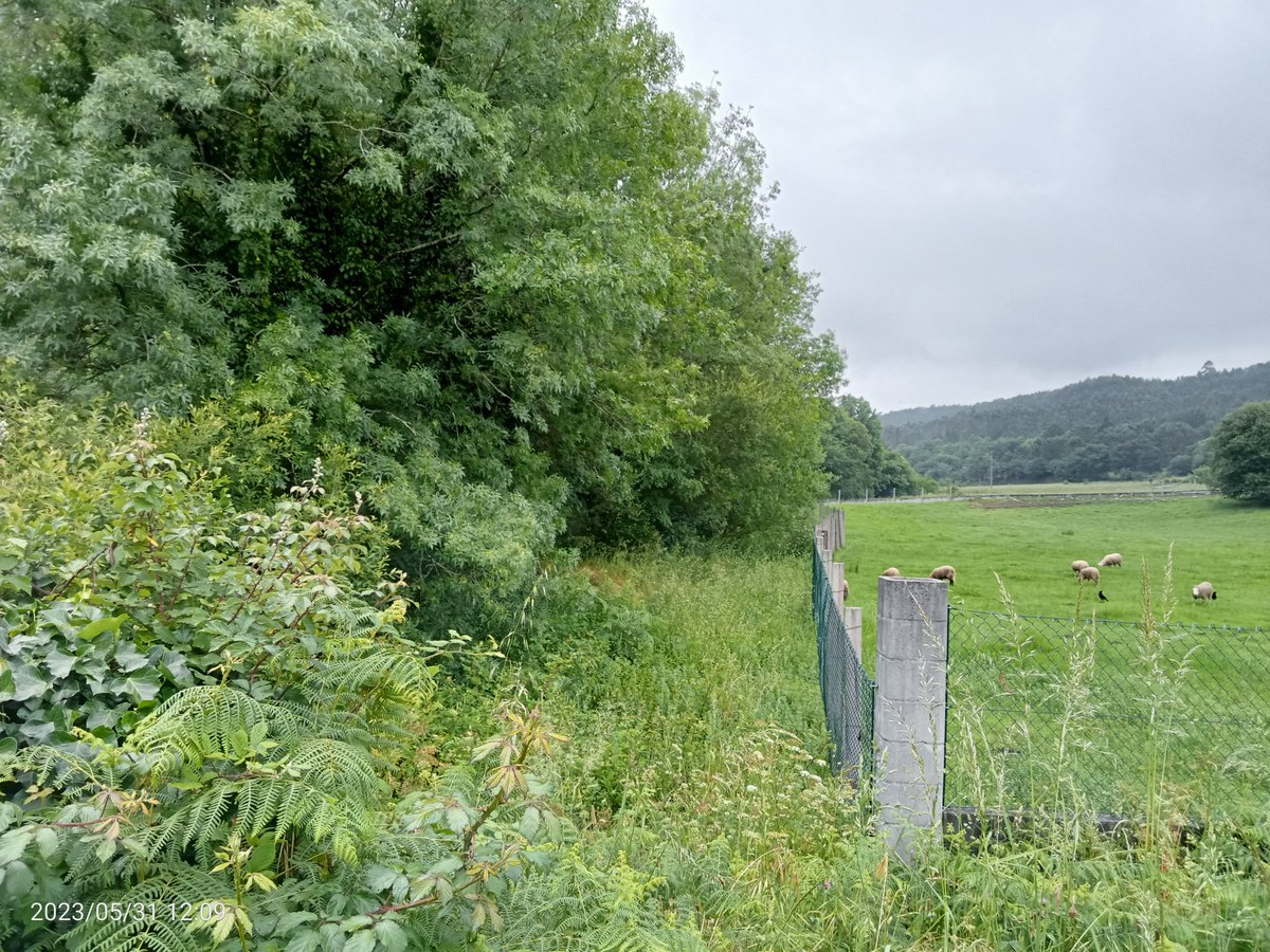 GFAugasGalicia's tweet image. Previa autorización, e salvo concurran outras circunstancias, os peches deberán distar dos cauces un mínimo de 5m, co fin de salvagardar as correntes de auga e os entornos fluviais, ademáis dos usos tradicionais de paso peatonal, vixilancia ou salvamento.