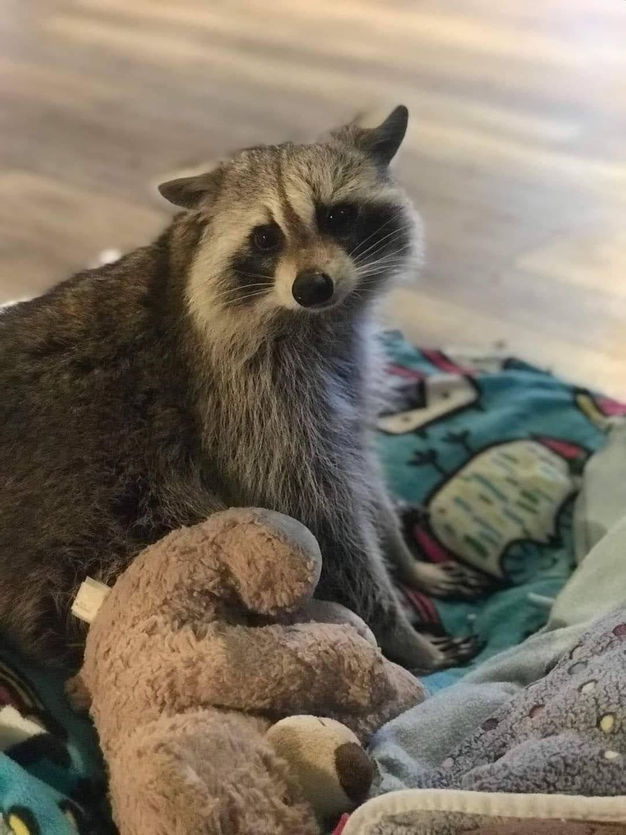 raccoonhourly's tweet image. 