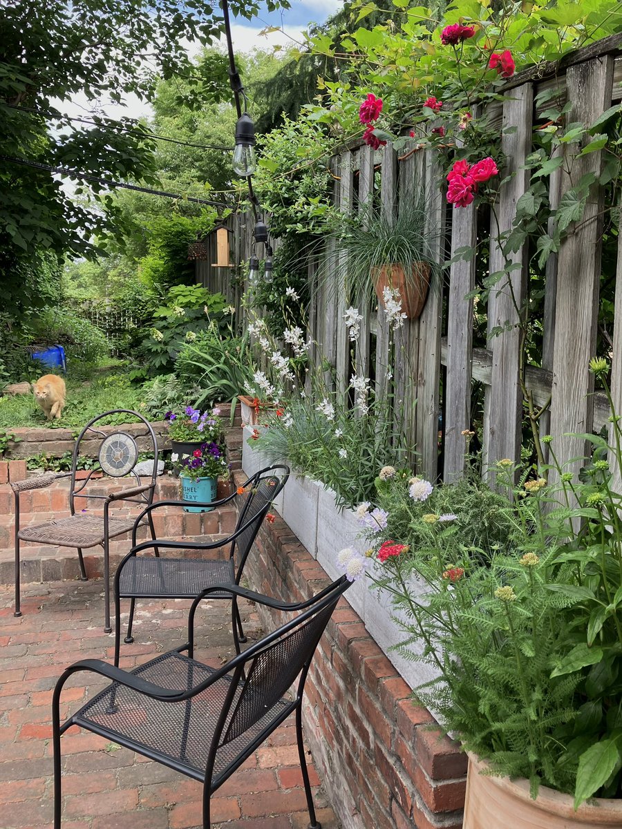 Patio excellence + cat on a mission