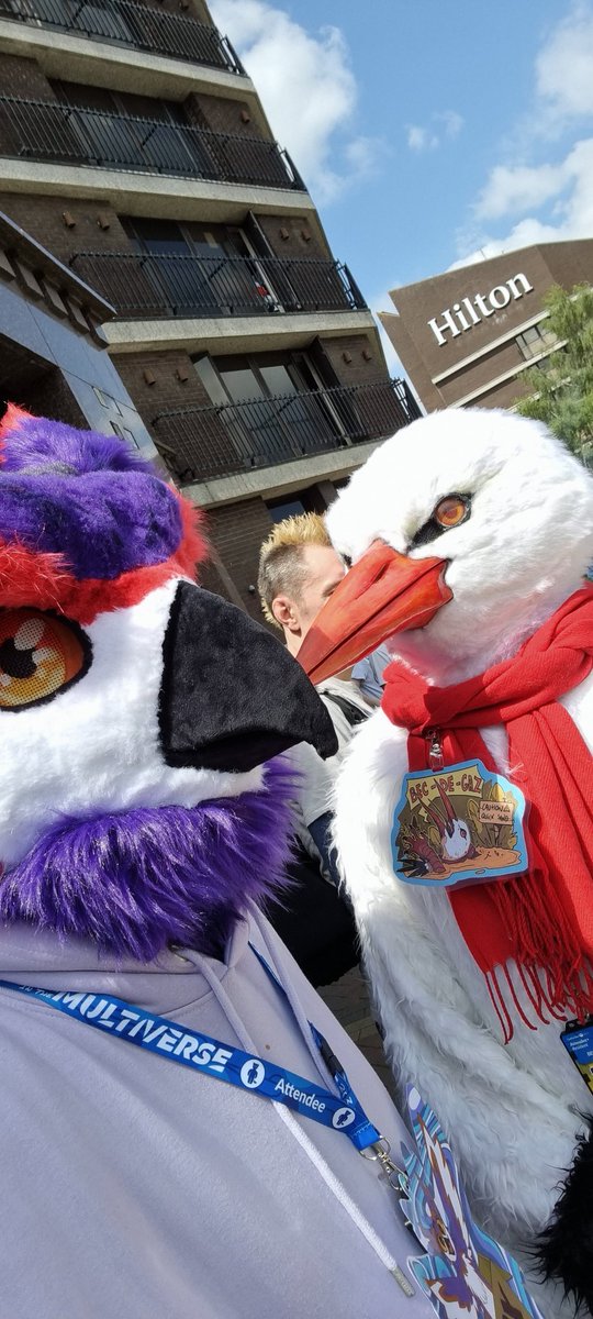 Big Purple Hoot tweet media