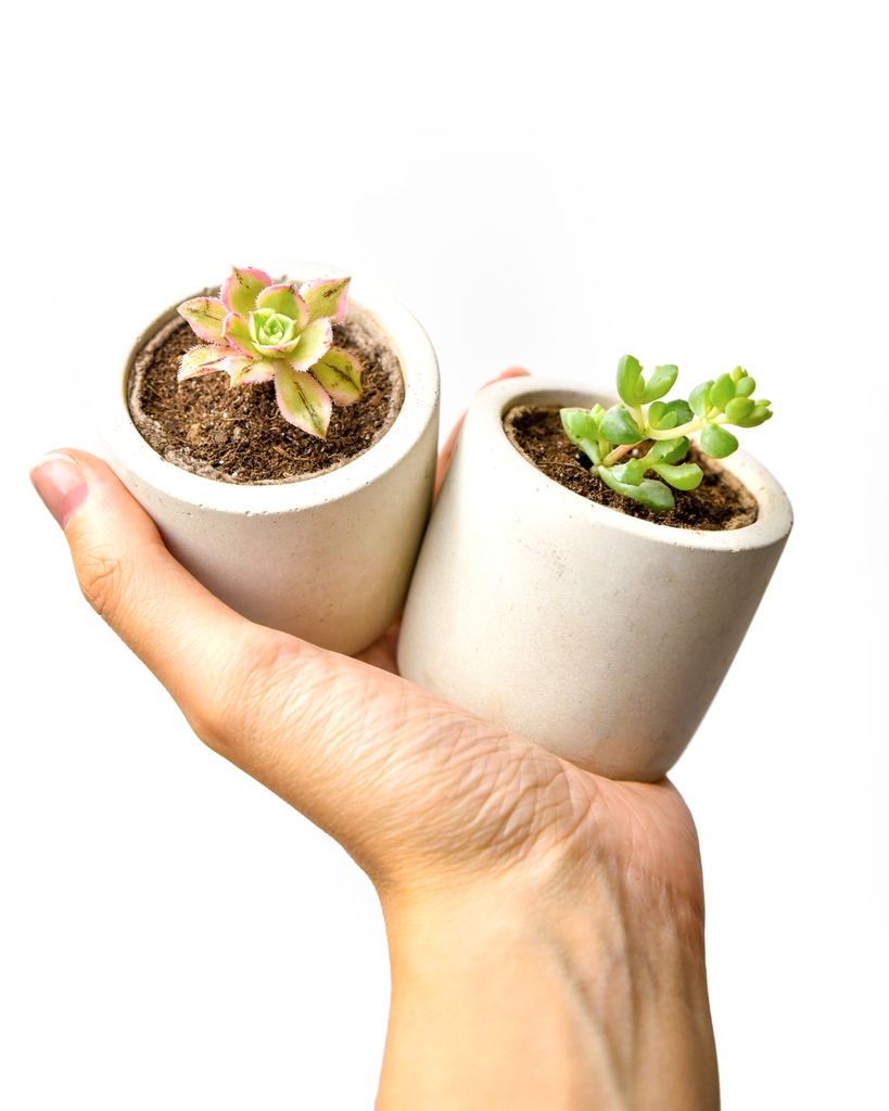 After tonight, these bbs are GONE FOREVER.🫢⁠
⁠
Add the Aeonium Sunburst and Pink Iceplant to your windowsill crew! This cute duo is waiting to make their debut in your home.🥹⁠
⁠
Get them now: succulent.studio