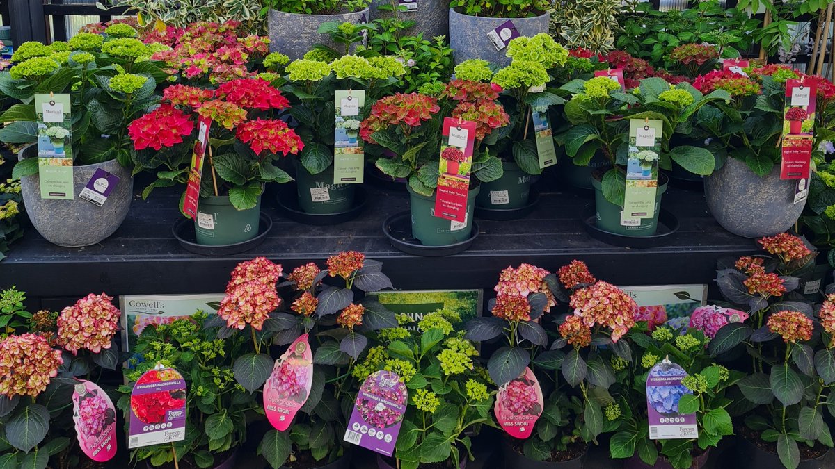 Our plant of the month for June is Hydrangea! These flowering shrubs have been a staple of British gardens for many years and are loved for their fabulous blooms. There has never been a better selection of varieties available to choose from: bit.ly/CGCHydrangea