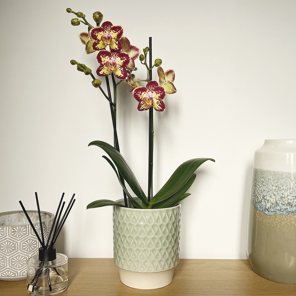 LoveOrchidsUK's tweet photo. There's not long left for you to grab yourself a limited-edition Strawberry Cake planter! This beautiful orchid adds a pop of colour to any area! 🌸

#loveorchids #orchids #orchidlover #orchidflower #plant #fowers https://t.co/jbisYInjYB