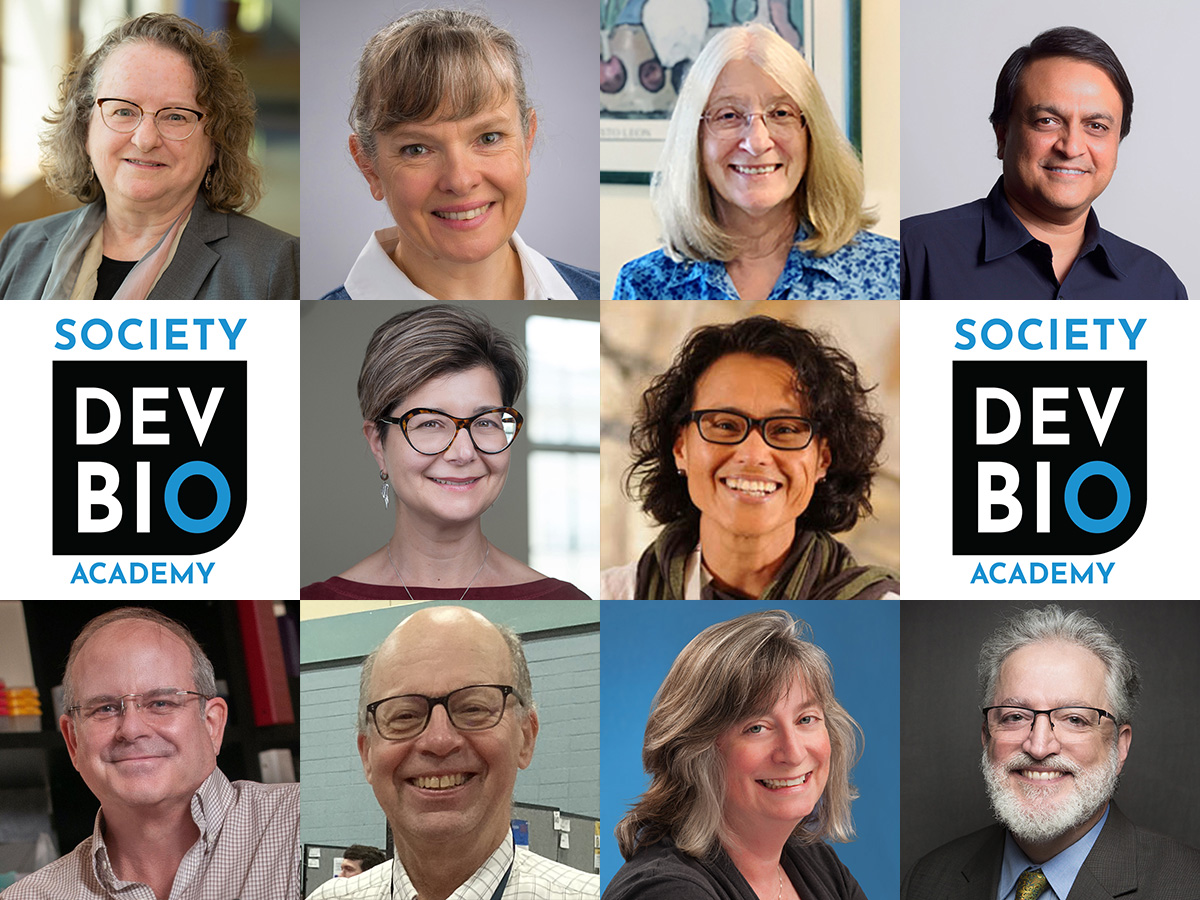Congratulations to the inaugural elected members of the SDB Academy! Marnie E. Halpern, Cecilia B. Moens, Sally A. Moody, Nipam H. Patel, Nicole Theodosiou, Graciela Alexandra Unguez, Mark Van Doren, David A. Weisblat, Deborah Yelon &amp; H. Joseph Yost. bit.ly/3qa5QVe