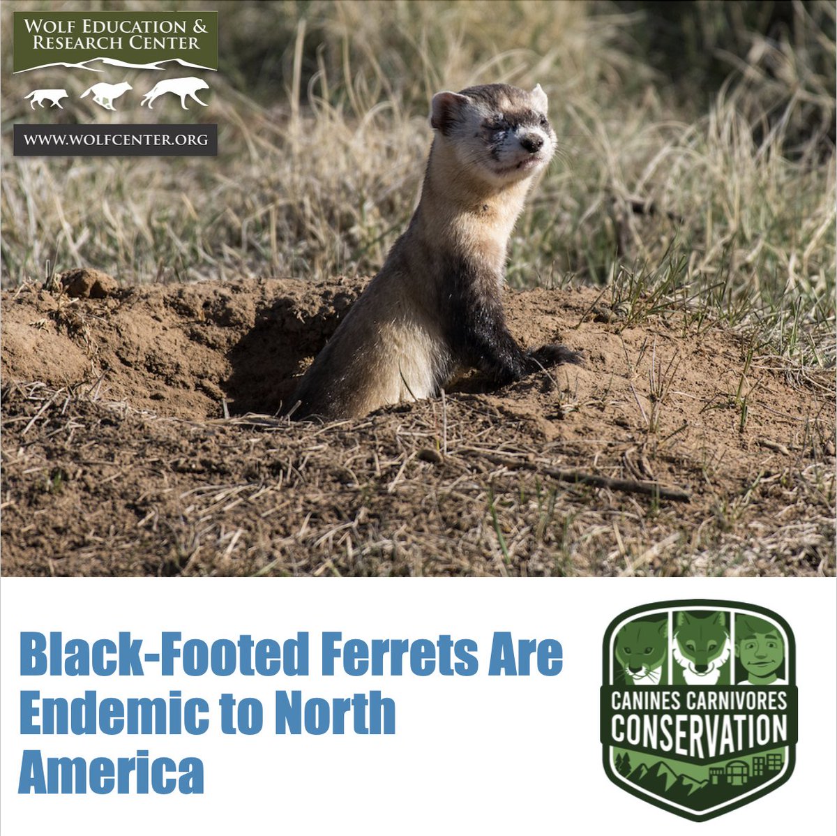 SawtoothLegacy's tweet photo. There used to be up to a million of these ferrets, but now there are only a few hundred. Read more about these native carnivores: https://t.co/m5WJ6afdmg https://t.co/4AX4Cswqce