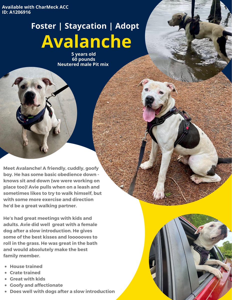 animals_clt's tweet photo. These 9 dogs needs adopters, rescue pull, or foster now. We received 50 dogs into our care yesterday and we are now well over capacity. He's one of several that are at risk. Please come to 8315 Byrum Dr and help by taking a dog home! https://t.co/R42k7eB5DL