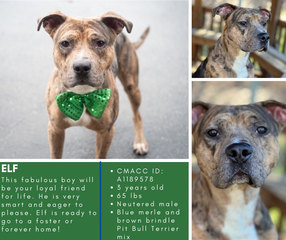 animals_clt's tweet photo. These 9 dogs needs adopters, rescue pull, or foster now. We received 50 dogs into our care yesterday and we are now well over capacity. He's one of several that are at risk. Please come to 8315 Byrum Dr and help by taking a dog home! https://t.co/R42k7eB5DL