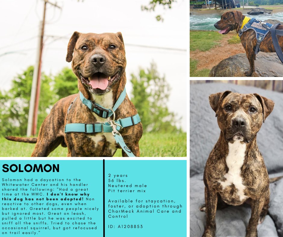 animals_clt's tweet photo. These 9 dogs needs adopters, rescue pull, or foster now. We received 50 dogs into our care yesterday and we are now well over capacity. He's one of several that are at risk. Please come to 8315 Byrum Dr and help by taking a dog home! https://t.co/R42k7eB5DL