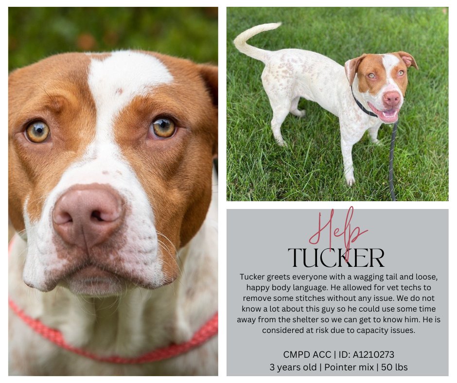 animals_clt's tweet photo. These 9 dogs needs adopters, rescue pull, or foster now. We received 50 dogs into our care yesterday and we are now well over capacity. He's one of several that are at risk. Please come to 8315 Byrum Dr and help by taking a dog home! https://t.co/R42k7eB5DL